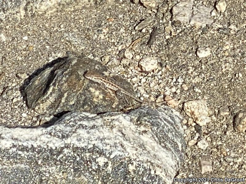 Western Side-blotched Lizard (Uta stansburiana elegans)