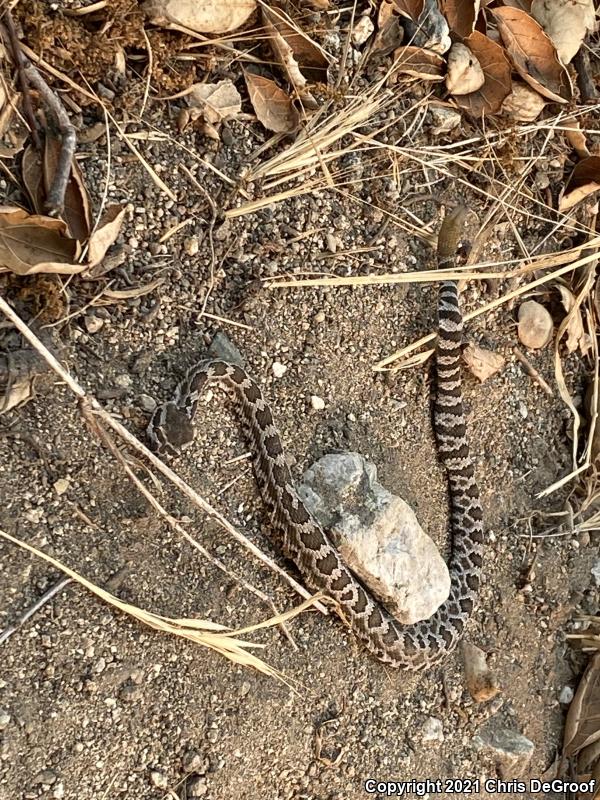 Southern Pacific Rattlesnake (Crotalus oreganus helleri)