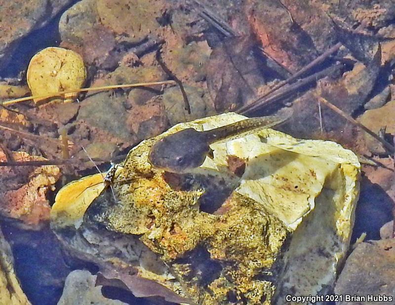 Canyon Treefrog (Hyla arenicolor)