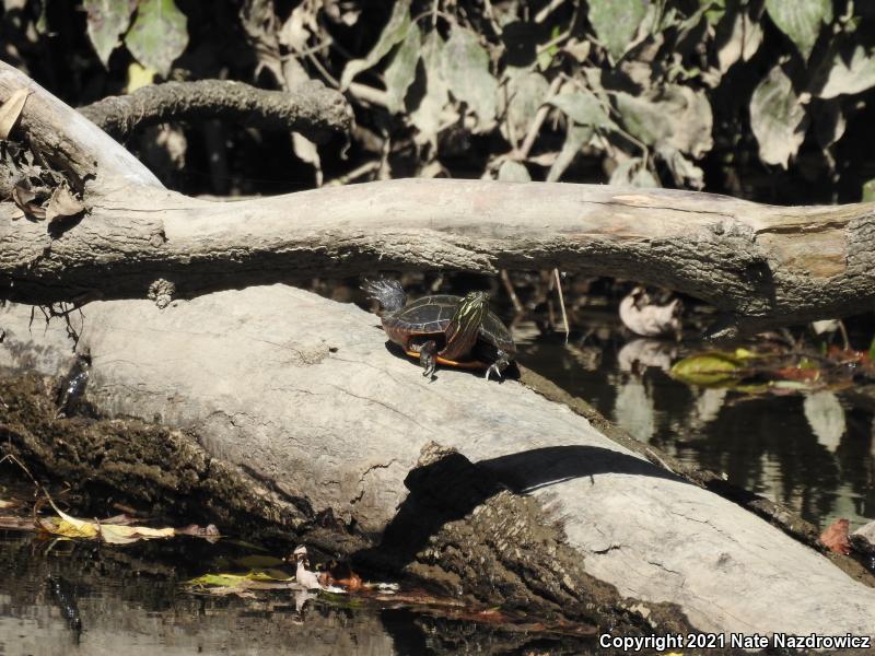 Painted Turtle (Chrysemys picta)