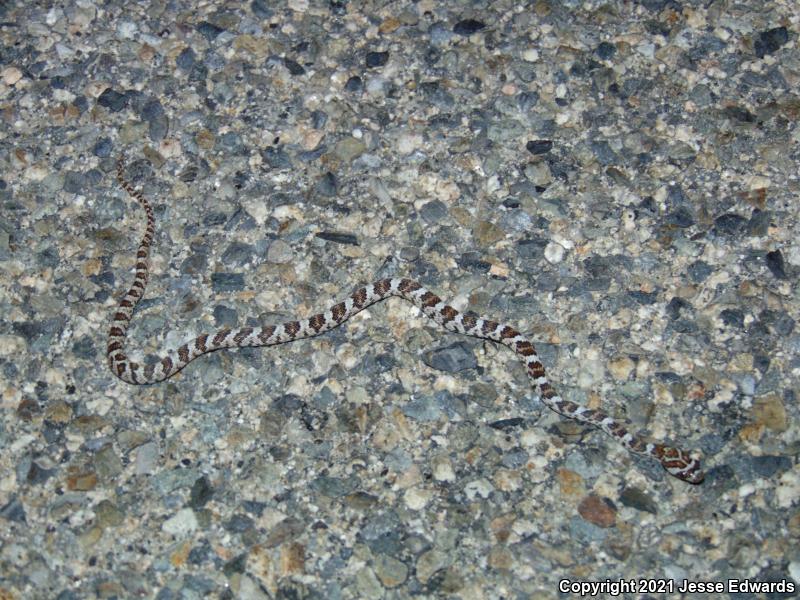 Western Lyresnake (Trimorphodon biscutatus)