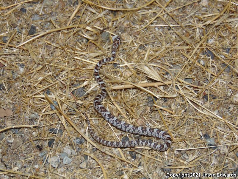 Western Lyresnake (Trimorphodon biscutatus)