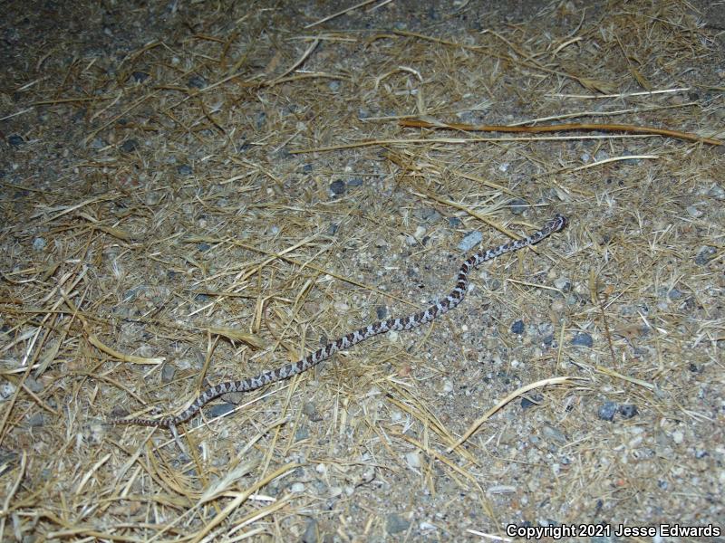 Western Lyresnake (Trimorphodon biscutatus)