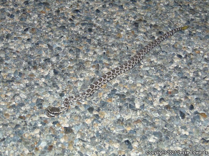 Southern Pacific Rattlesnake (Crotalus oreganus helleri)