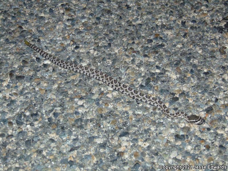 Southern Pacific Rattlesnake (Crotalus oreganus helleri)