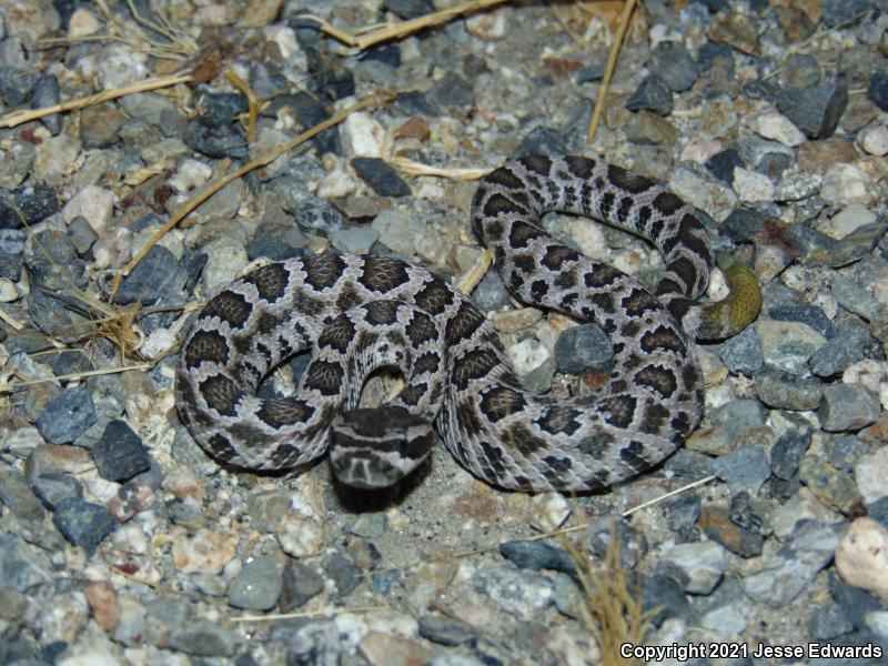 Southern Pacific Rattlesnake (Crotalus oreganus helleri)