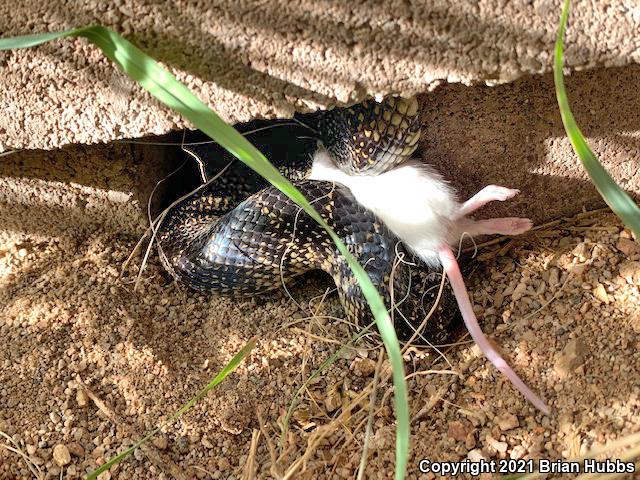 Desert Kingsnake (Lampropeltis getula splendida)