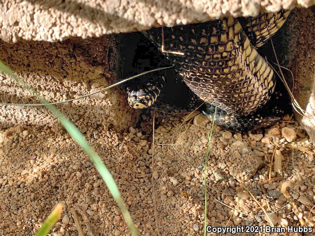 Desert Kingsnake (Lampropeltis getula splendida)