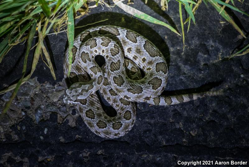 Desert Massasauga (Sistrurus catenatus edwardsii)