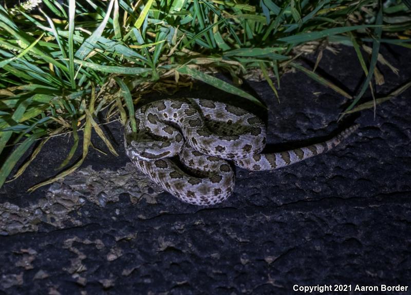 Desert Massasauga (Sistrurus catenatus edwardsii)