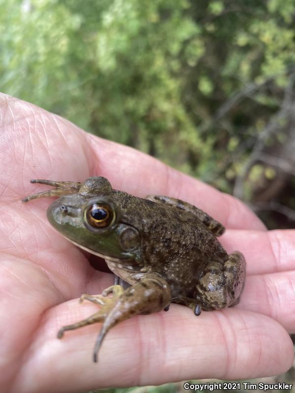 American Bullfrog (Lithobates catesbeianus)