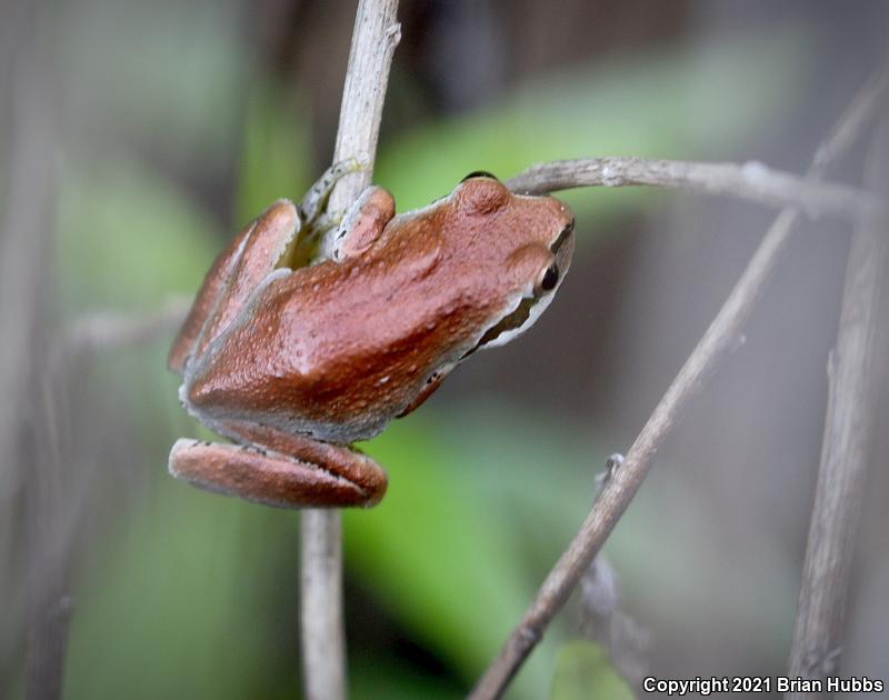 Sierran Treefrog (Pseudacris sierra)