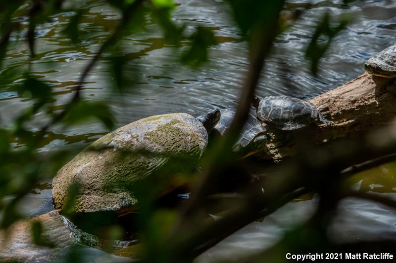 Eastern Painted Turtle (Chrysemys picta picta)