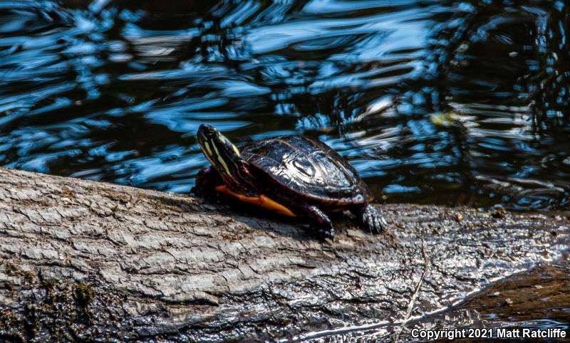 Eastern Painted Turtle (Chrysemys picta picta)