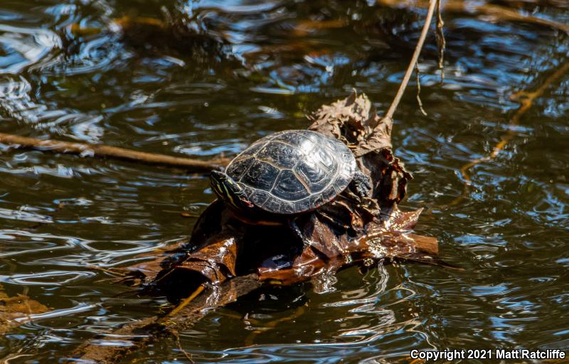 Eastern Painted Turtle (Chrysemys picta picta)