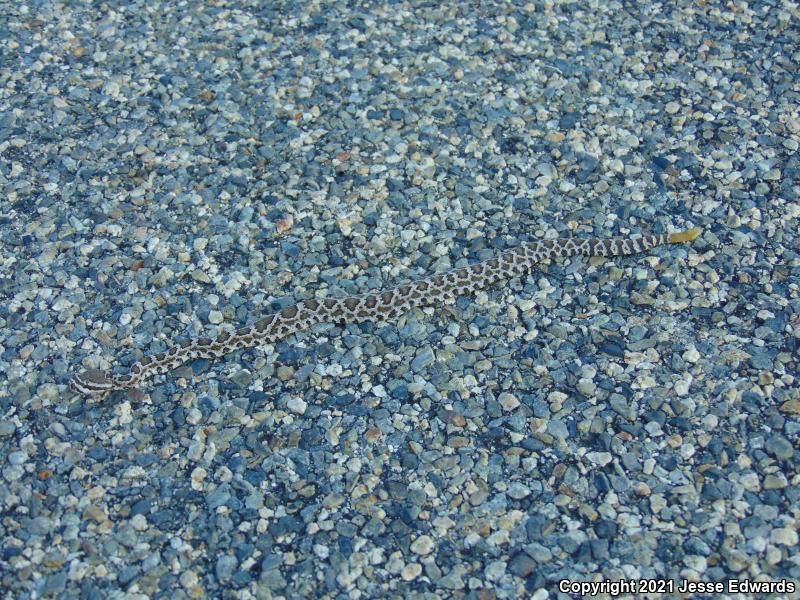 Southern Pacific Rattlesnake (Crotalus oreganus helleri)