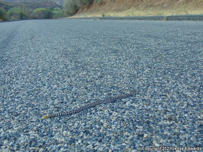 Southern Pacific Rattlesnake (Crotalus oreganus helleri)