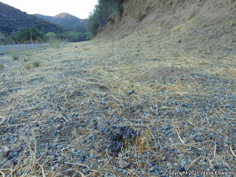 Southern Pacific Rattlesnake (Crotalus oreganus helleri)