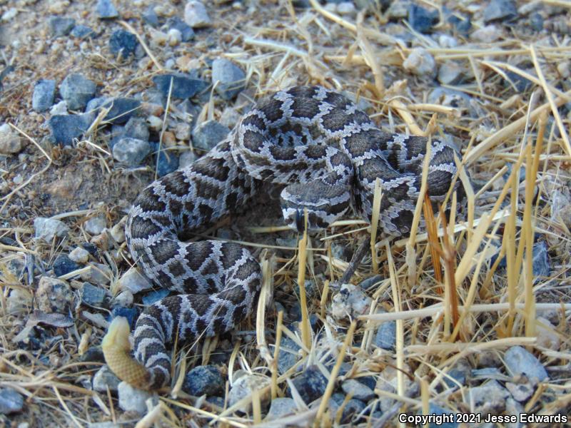 Southern Pacific Rattlesnake (Crotalus oreganus helleri)