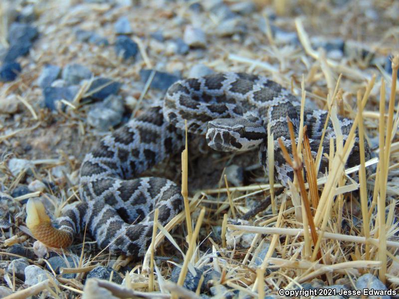 Southern Pacific Rattlesnake (Crotalus oreganus helleri)