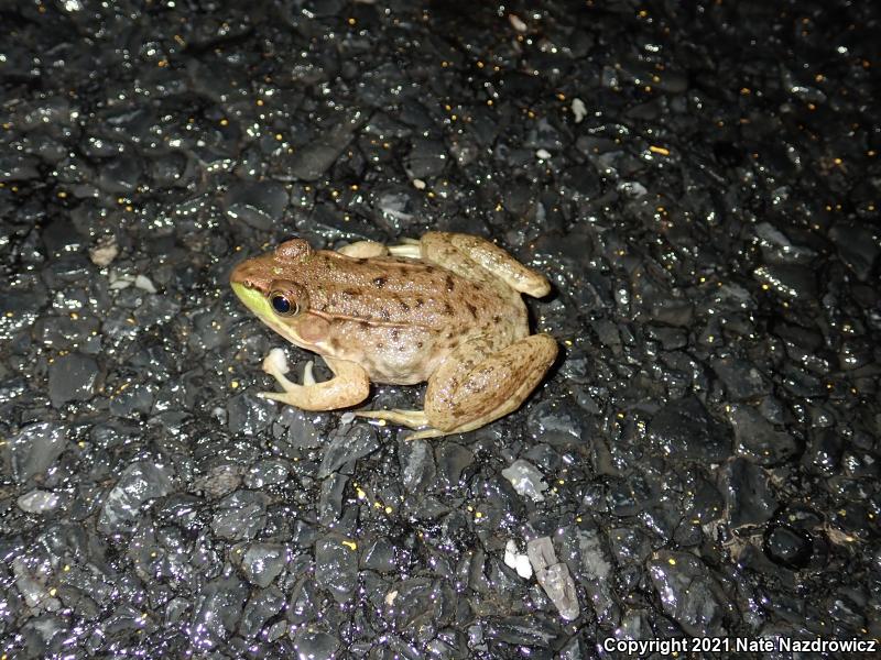 Green Frog (Lithobates clamitans)