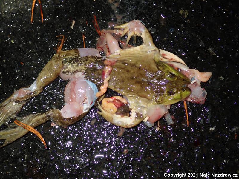 American Bullfrog (Lithobates catesbeianus)