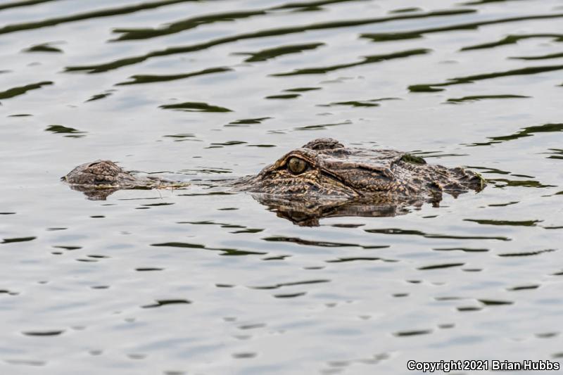 American Alligator (Alligator mississippiensis)