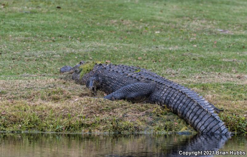 American Alligator (Alligator mississippiensis)