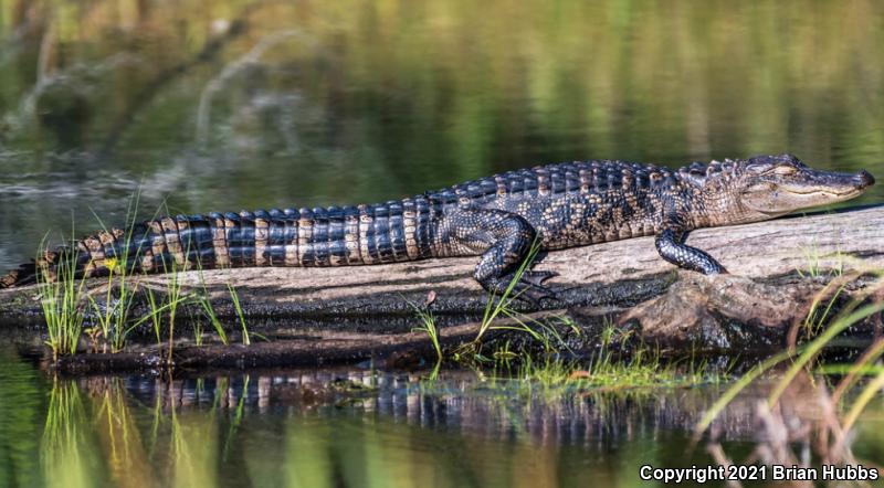 American Alligator (Alligator mississippiensis)