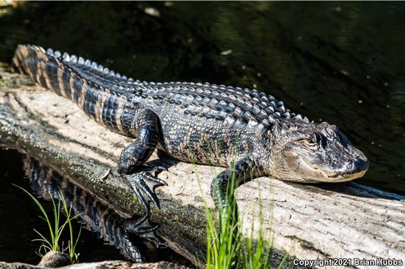 American Alligator (Alligator mississippiensis)