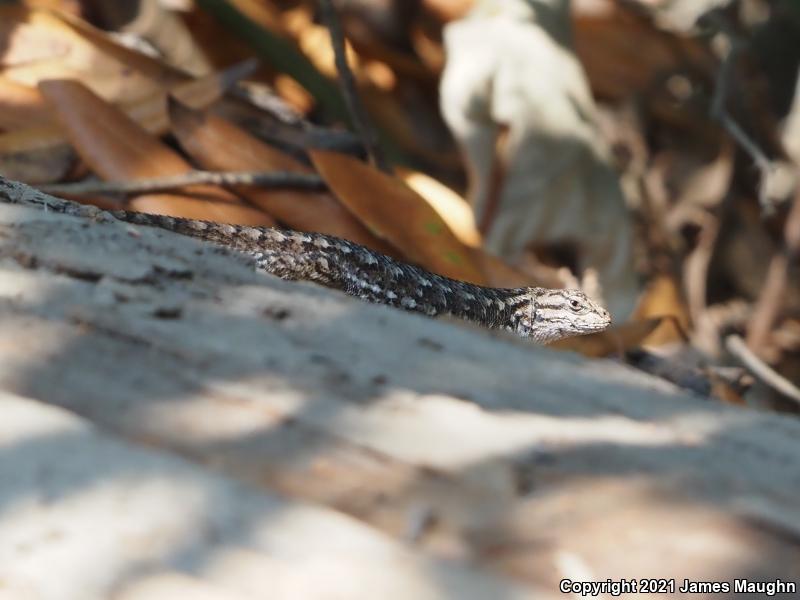 Coast Range Fence Lizard (Sceloporus occidentalis bocourtii)