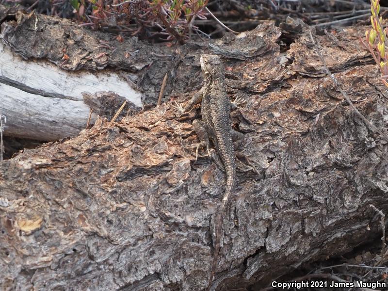 Coast Range Fence Lizard (Sceloporus occidentalis bocourtii)