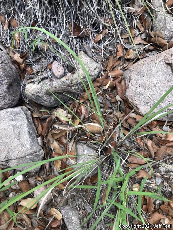 Striped Plateau Lizard (Sceloporus virgatus)