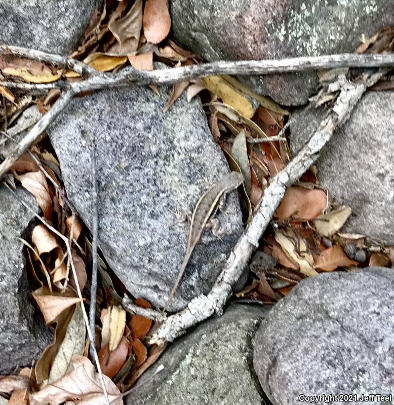 Striped Plateau Lizard (Sceloporus virgatus)