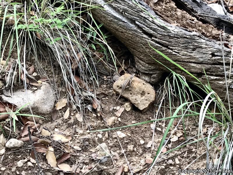 Striped Plateau Lizard (Sceloporus virgatus)