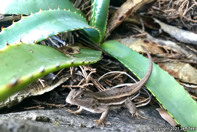 Striped Plateau Lizard (Sceloporus virgatus)