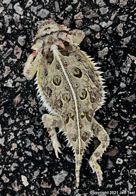 Texas Horned Lizard (Phrynosoma cornutum)