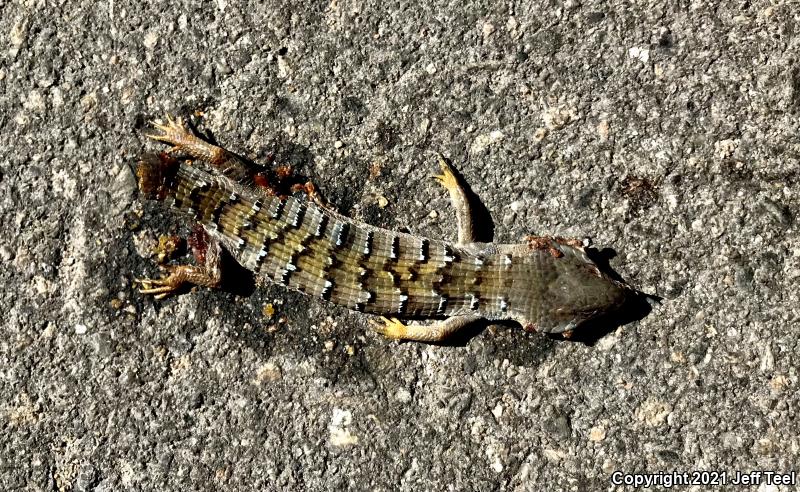 San Diego Alligator Lizard (Elgaria multicarinata webbii)