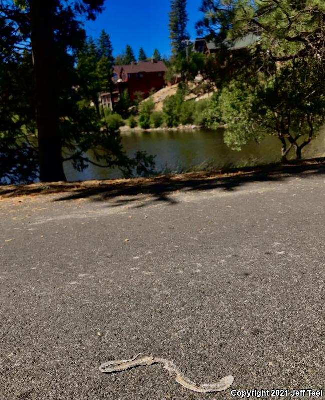 San Diego Gopher Snake (Pituophis catenifer annectens)