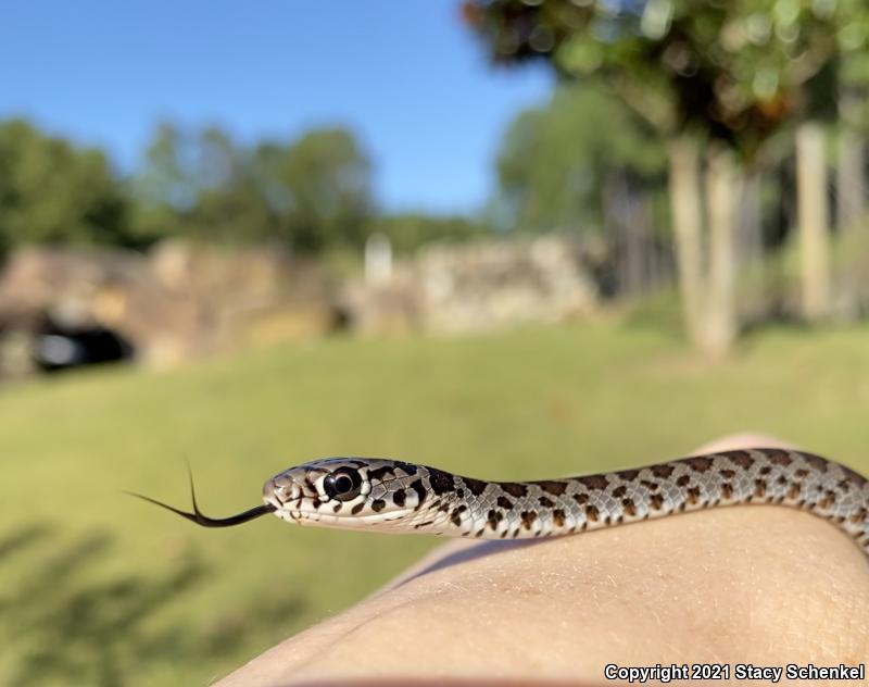 North American Racer (Coluber constrictor)