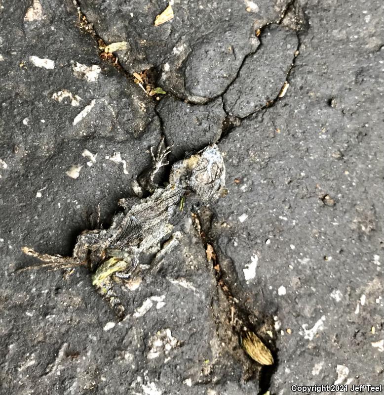 Great Basin Fence Lizard (Sceloporus occidentalis longipes)