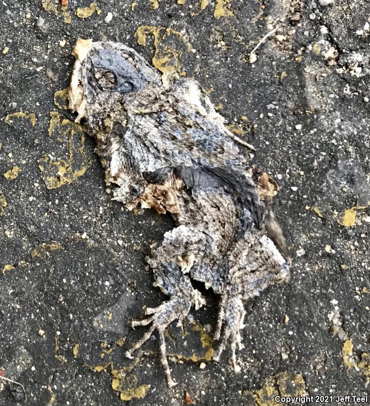 Great Basin Fence Lizard (Sceloporus occidentalis longipes)