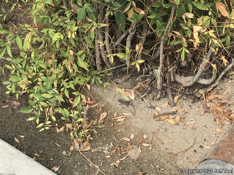 Great Basin Fence Lizard (Sceloporus occidentalis longipes)