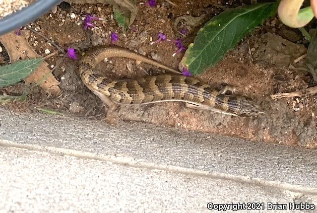 Madrean Alligator Lizard (Elgaria kingii kingii)