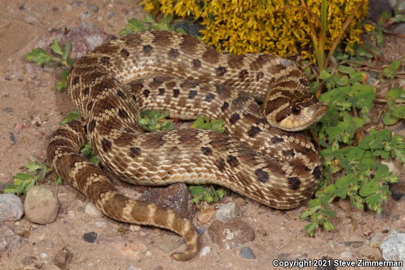 Mexican Hog-nosed Snake (Heterodon kennerlyi)