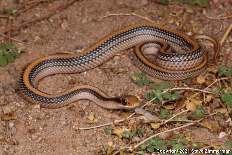 Big Bend Patch-nosed Snake (Salvadora hexalepis deserticola)