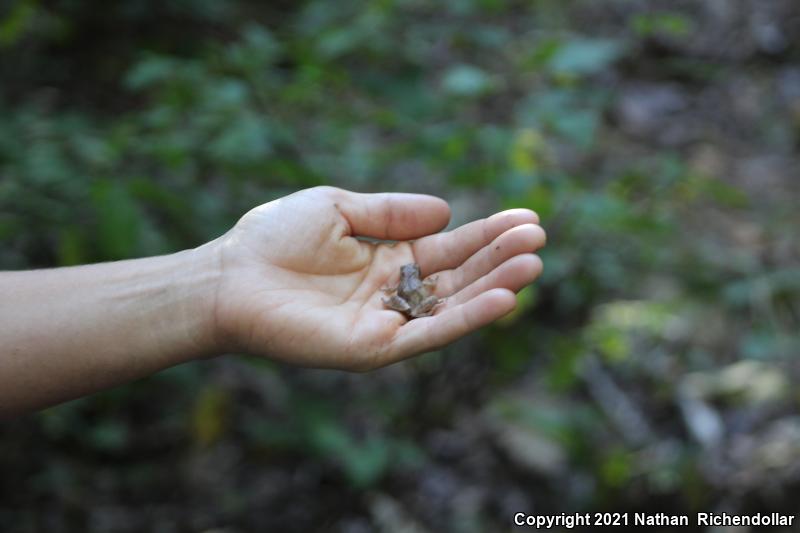 Spring Peeper (Pseudacris crucifer)