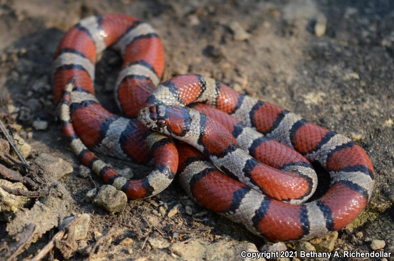 Red Milksnake (Lampropeltis triangulum syspila)