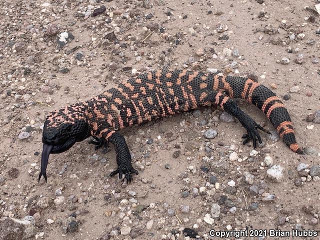 Reticulate Gila Monster (Heloderma suspectum suspectum)