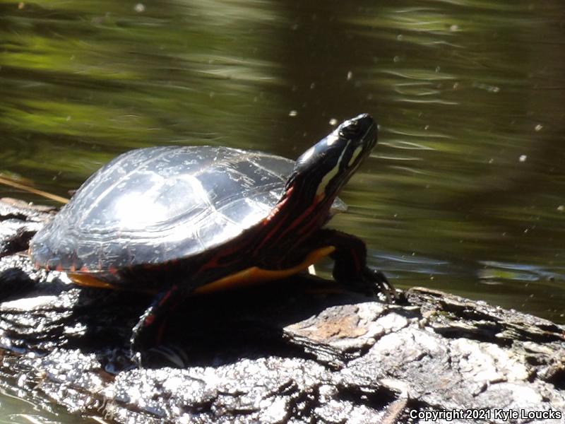 Eastern Painted Turtle (Chrysemys picta picta)